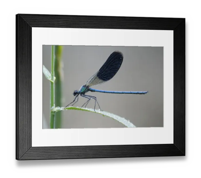 Framed Print : Banded Demoiselle -Calopteryx splendens-, male, with dew, Bulgaria Framed Print : Banded Demoiselle -Calopteryx splendens-, male, with dew, Bulgaria