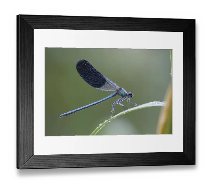 Framed Print : Banded Demoiselle -Calopteryx splendens-, male, with dew, Bulgaria Framed Print : Banded Demoiselle -Calopteryx splendens-, male, with dew, Bulgaria