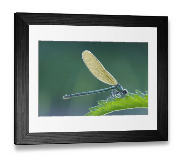 Framed Print : Banded Demoiselle -Calopteryx splendens-, female, on nettle leaf with dew, Bulgaria Framed Print : Banded Demoiselle -Calopteryx splendens-, female, on nettle leaf with dew, Bulgaria