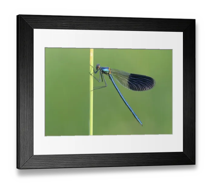 Framed Print : Banded Demoiselle -Calopteryx splendens-, male, Bulgaria Framed Print : Banded Demoiselle -Calopteryx splendens-, male, Bulgaria