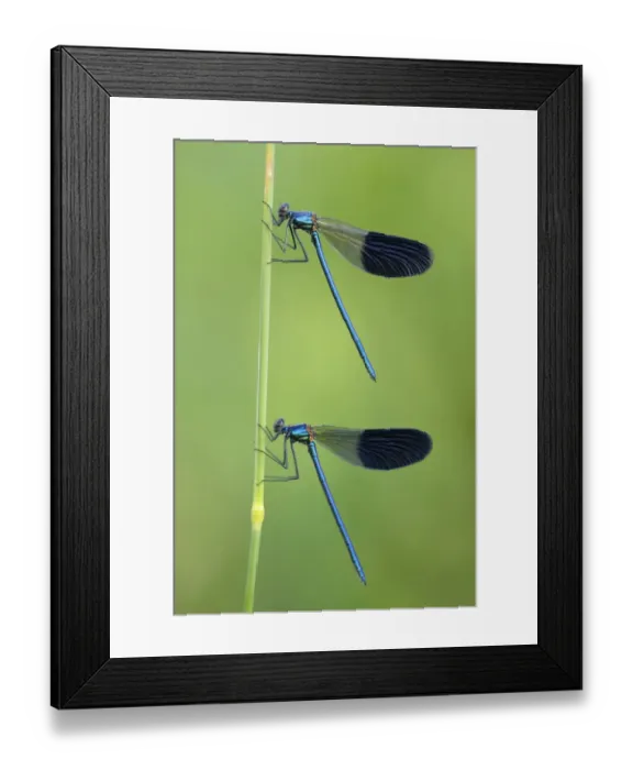 Framed Print : Banded Demoiselles -Calopteryx splendens-, two males, Bulgaria Framed Print : Banded Demoiselles -Calopteryx splendens-, two males, Bulgaria