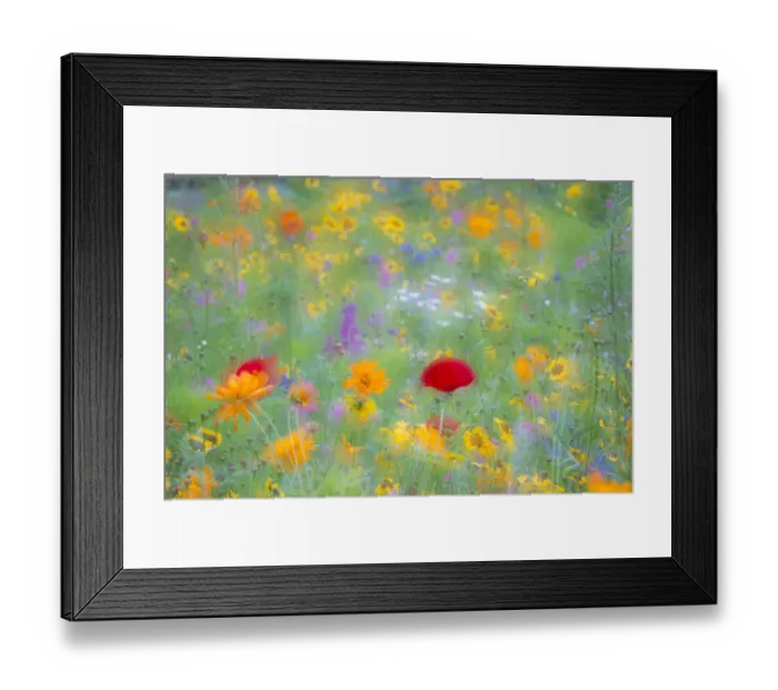 Framed Print : Colourful summer flower meadow, Hesse, Germany Framed Print : Colourful summer flower meadow, Hesse, Germany
