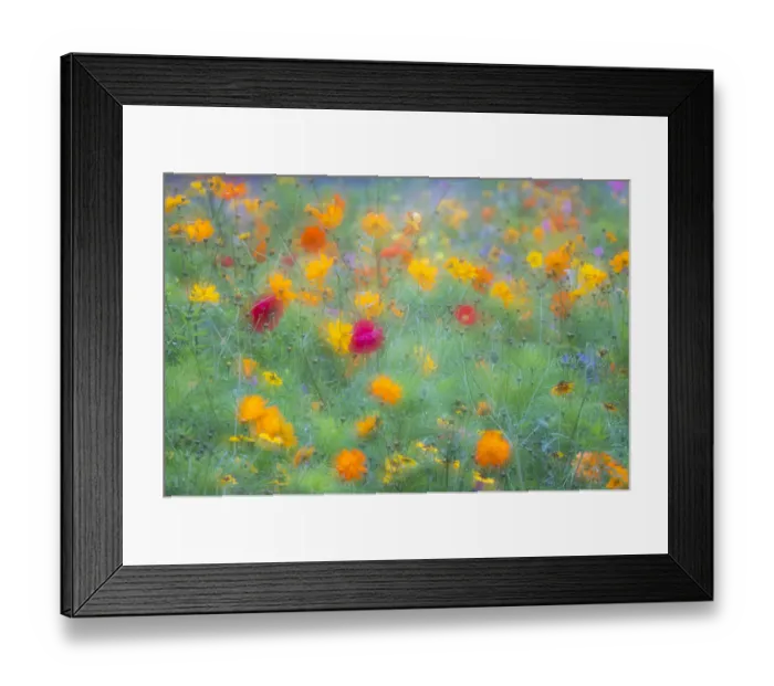 Framed Print : Colourful summer flower meadow, Hesse, Germany Framed Print : Colourful summer flower meadow, Hesse, Germany