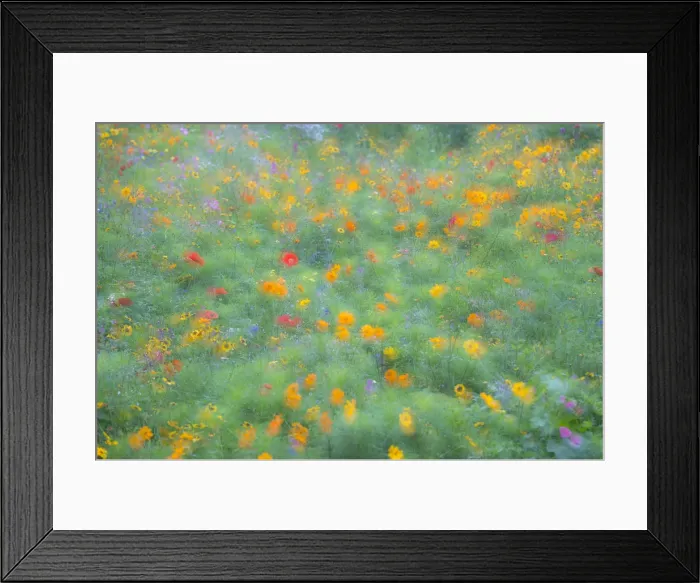 Framed Print : Colourful summer flower meadow, Hesse, Germany Framed Print : Colourful summer flower meadow, Hesse, Germany