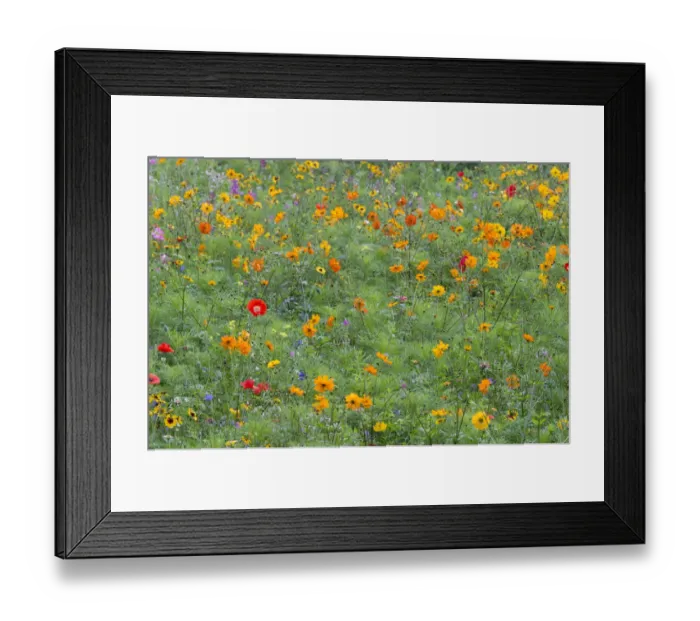 Framed Print : Colourful summer flower meadow, Hesse, Germany Framed Print : Colourful summer flower meadow, Hesse, Germany