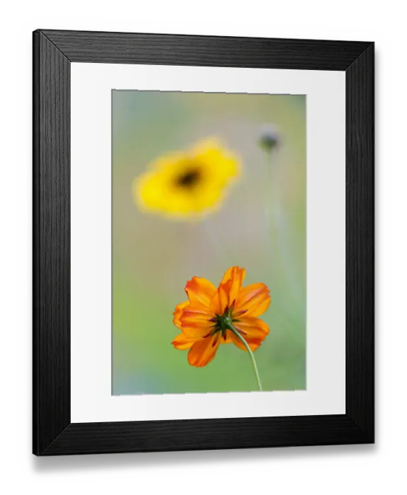 Framed Print : Colorful summer flowers, Hesse, Germany Framed Print : Colorful summer flowers, Hesse, Germany