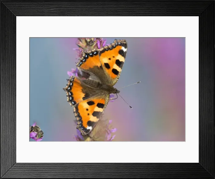 Framed Print : Small Tortoiseshell -Aglais urticae, Nymphalis urticae-, Hesse, Germany Framed Print : Small Tortoiseshell -Aglais urticae, Nymphalis urticae-, Hesse, Germany