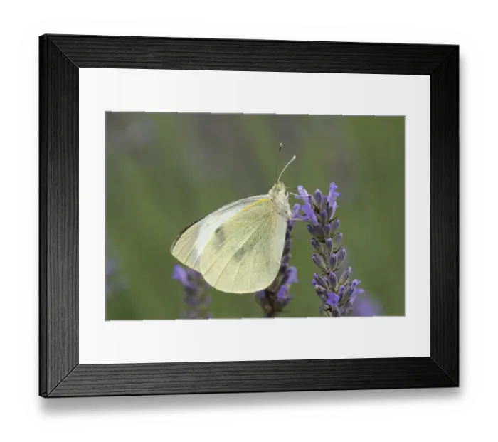 Framed Print : Large White -Pieris brassicae-, Hesse, Germany Framed Print : Large White -Pieris brassicae-, Hesse, Germany