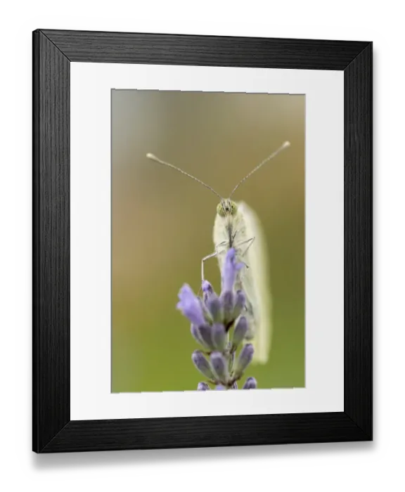 Framed Print : Large White -Pieris brassicae-, Hesse, Germany Framed Print : Large White -Pieris brassicae-, Hesse, Germany