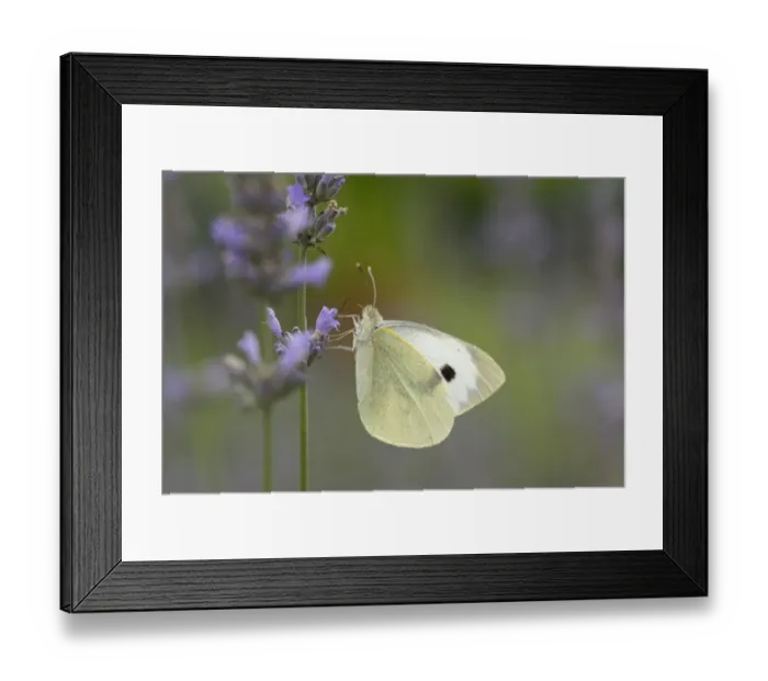 Framed Print : Large White -Pieris brassicae-, Hesse, Germany