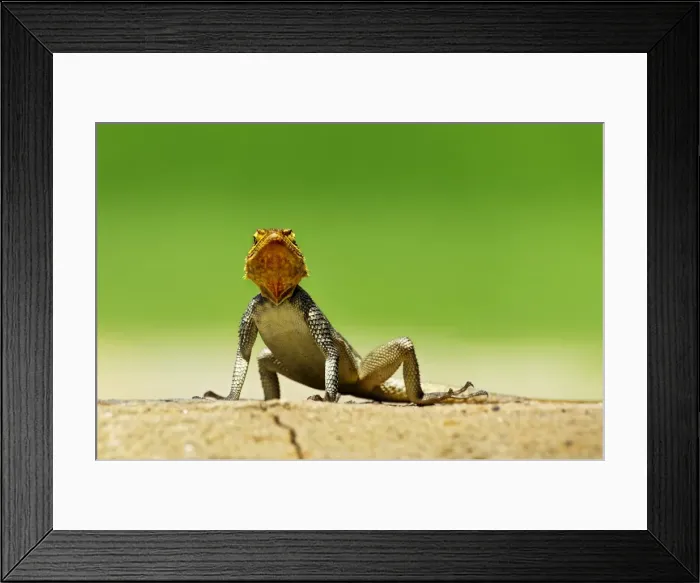 Framed Print : Namib Rock Agama -Agama planiceps-, Namibia Framed Print : Namib Rock Agama -Agama planiceps-, Namibia