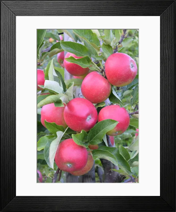 Framed Print : Red apples, Braeburn cultivar, Baden-Wurttemberg, Germany Framed Print : Red apples, Braeburn cultivar, Baden-Wurttemberg, Germany