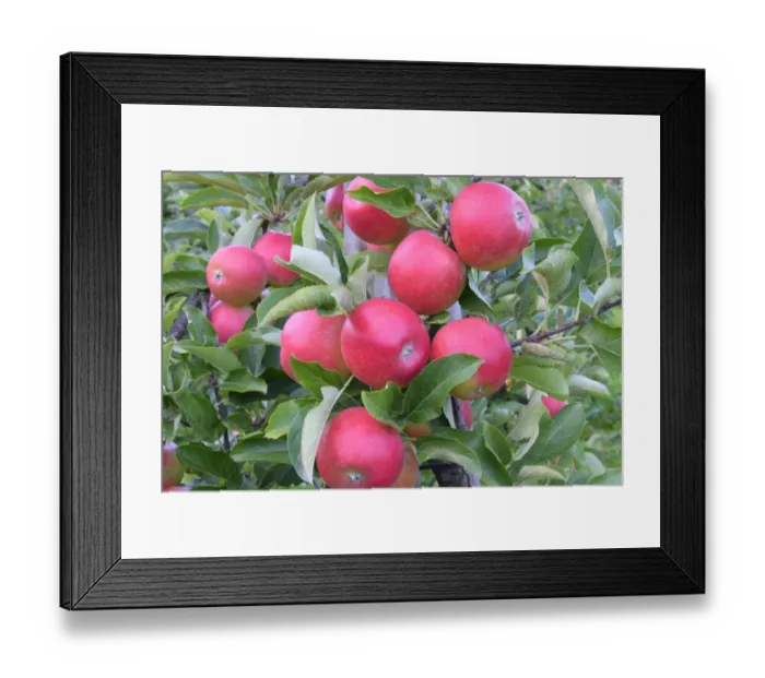 Framed Print : Red apples, Braeburn cultivar, Baden-Wurttemberg, Germany Framed Print : Red apples, Braeburn cultivar, Baden-Wurttemberg, Germany
