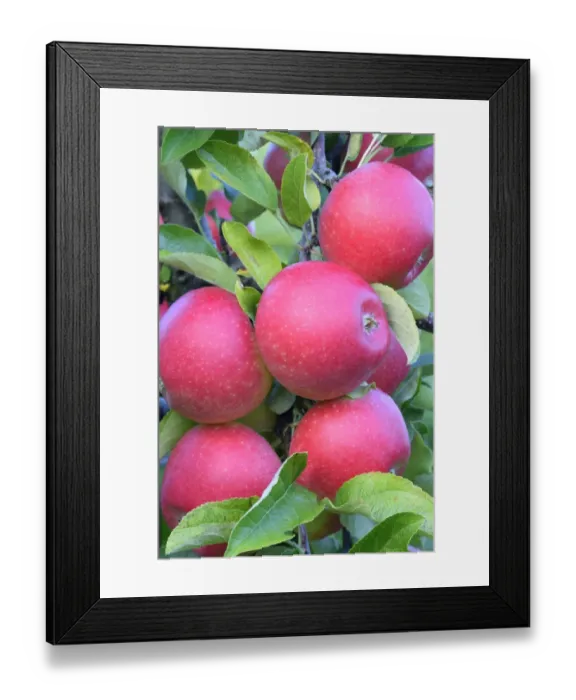 Framed Print : Red apples, Braeburn cultivar, Baden-Wurttemberg, Germany