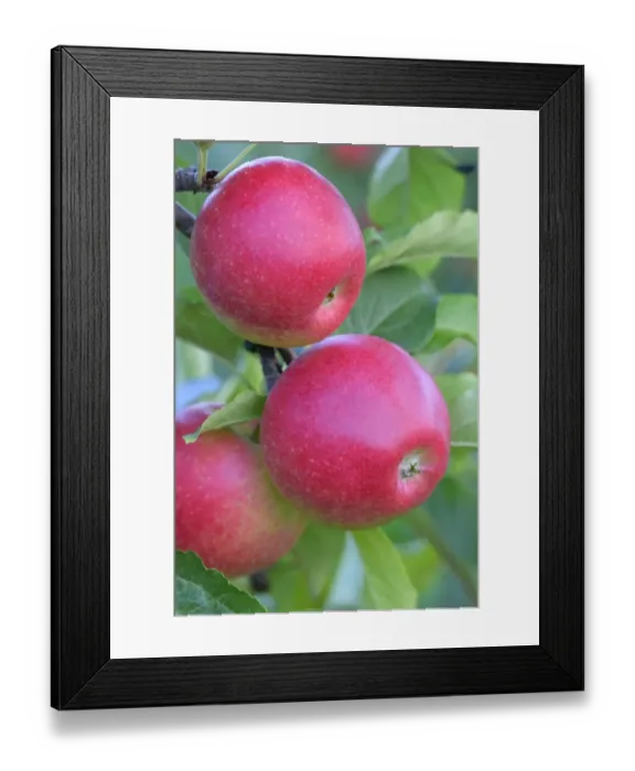 Framed Print : Red apples, Braeburn cultivar, Baden-Wurttemberg, Germany Framed Print : Red apples, Braeburn cultivar, Baden-Wurttemberg, Germany