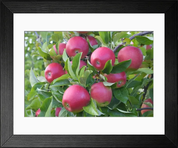 Framed Print : Red apples, Braeburn cultivar, Baden-Wurttemberg, Germany Framed Print : Red apples, Braeburn cultivar, Baden-Wurttemberg, Germany