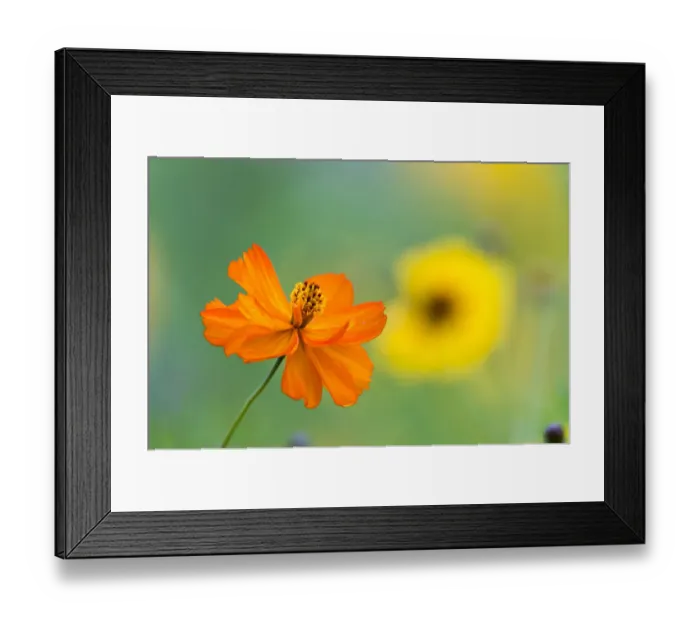 Framed Print : Colorful summer flowers, Hesse, Germany Framed Print : Colorful summer flowers, Hesse, Germany