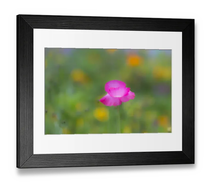 Framed Print : Colourful summer flower meadow, Hesse, Germany Framed Print : Colourful summer flower meadow, Hesse, Germany