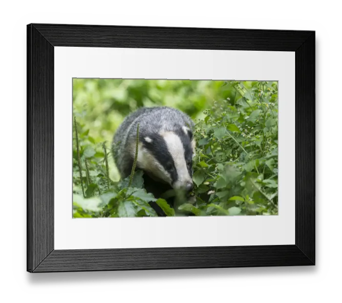 Framed Print : European badger -Meles meles-, captive, Germany