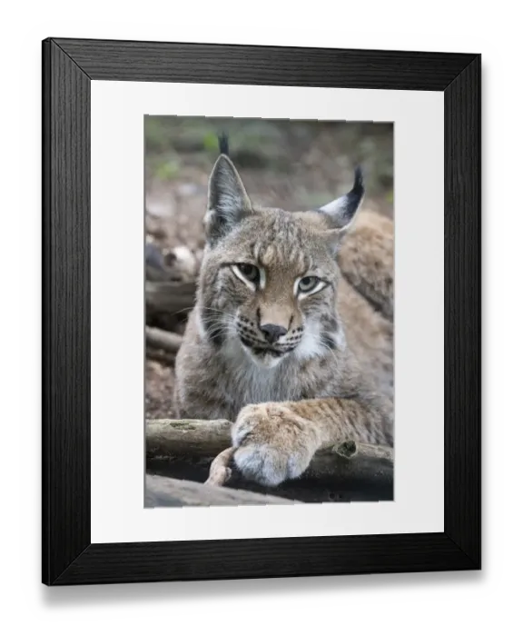 Framed Print : Lynx -Lynx lynx-, captive, Germany Framed Print : Lynx -Lynx lynx-, captive, Germany