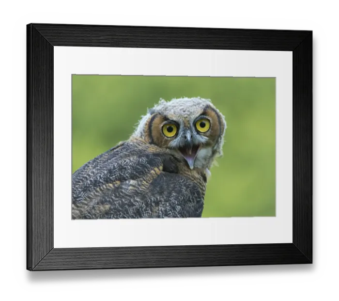 Framed Print : Great horned owl -Bubo virginianus-, young bird, captive, Germany Framed Print : Great horned owl -Bubo virginianus-, young bird, captive, Germany