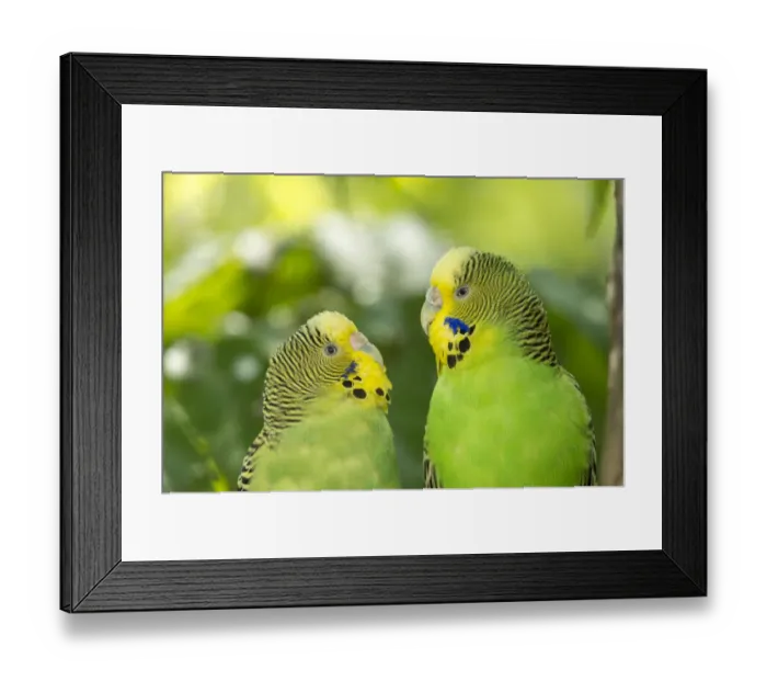 Framed Print : Two budgerigars -Melopsittacus undulatus-, captive, Germany Framed Print : Two budgerigars -Melopsittacus undulatus-, captive, Germany