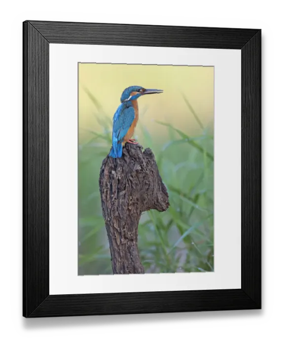 Framed Print : Kingfisher -Alcedo atthis-, male on perch, Middle Elbe, Saxony-Anhalt, Germany Framed Print : Kingfisher -Alcedo atthis-, male on perch, Middle Elbe, Saxony-Anhalt, Germany