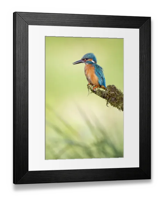 Framed Print : Kingfisher -Alcedo atthis-, male on perch, Middle Elbe, Saxony-Anhalt, Germany Framed Print : Kingfisher -Alcedo atthis-, male on perch, Middle Elbe, Saxony-Anhalt, Germany