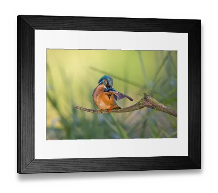 Framed Print : Kingfisher -Alcedo atthis-, preening male, middle Elbe, Saxony-Anhalt, Germany Framed Print : Kingfisher -Alcedo atthis-, preening male, middle Elbe, Saxony-Anhalt, Germany
