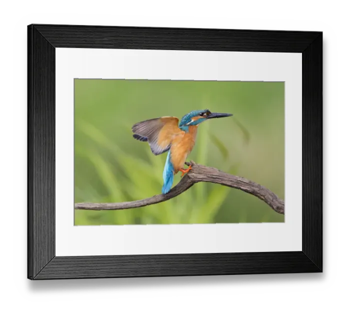 Framed Print : Kingfisher -Alcedo atthis-, male on perch, Middle Elbe, Saxony-Anhalt, Germany Framed Print : Kingfisher -Alcedo atthis-, male on perch, Middle Elbe, Saxony-Anhalt, Germany