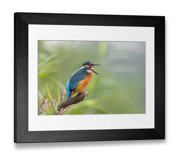 Framed Print : Kingfisher -Alcedo atthis-, young bird regurgitating a pellet, Middle Elbe, Saxony-Anhalt, Germany Framed Print : Kingfisher -Alcedo atthis-, young bird regurgitating a pellet, Middle Elbe, Saxony-Anhalt, Germany