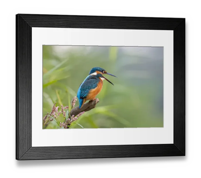 Framed Print : Kingfisher -Alcedo atthis-, young bird regurgitating a pellet, Middle Elbe, Saxony-Anhalt, Germany Framed Print : Kingfisher -Alcedo atthis-, young bird regurgitating a pellet, Middle Elbe, Saxony-Anhalt, Germany