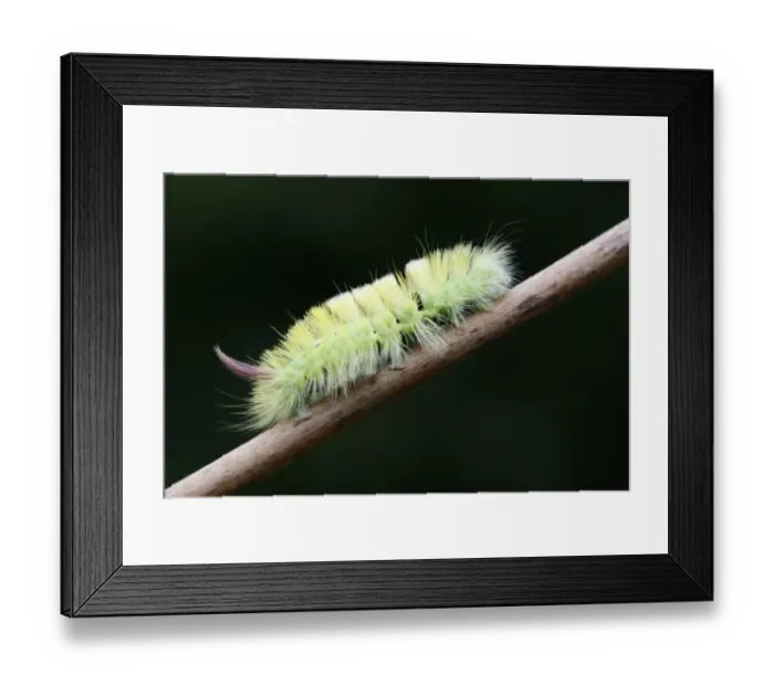 Framed Print : Pale Tussock -Calliteara pudibunda-, caterpillar, Emsland, Lower Saxony, Germany Framed Print : Pale Tussock -Calliteara pudibunda-, caterpillar, Emsland, Lower Saxony, Germany