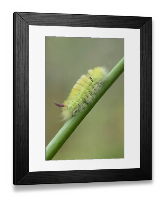 Framed Print : Pale Tussock -Calliteara pudibunda-, caterpillar, Emsland, Lower Saxony, Germany Framed Print : Pale Tussock -Calliteara pudibunda-, caterpillar, Emsland, Lower Saxony, Germany