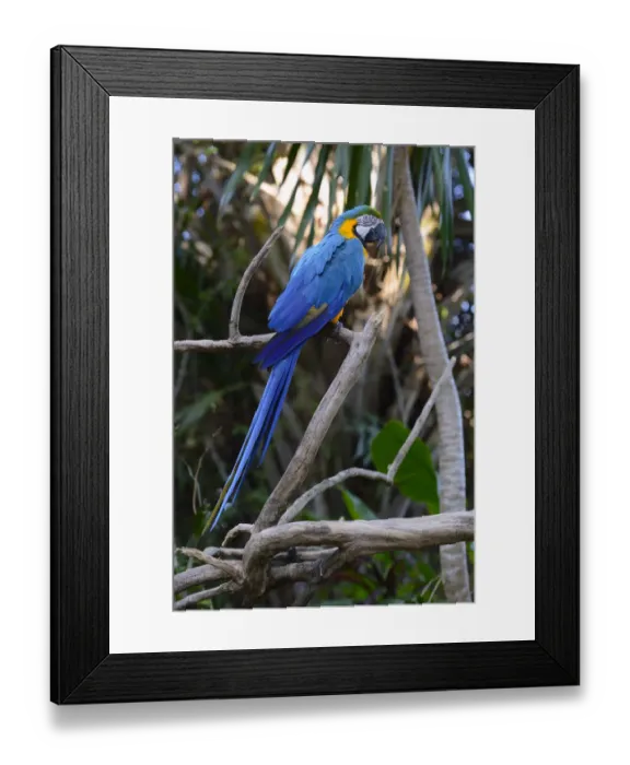 Framed Print : Blue-and-yellow macaw -Ara ararauna-, Bali, Indonesia Framed Print : Blue-and-yellow macaw -Ara ararauna-, Bali, Indonesia