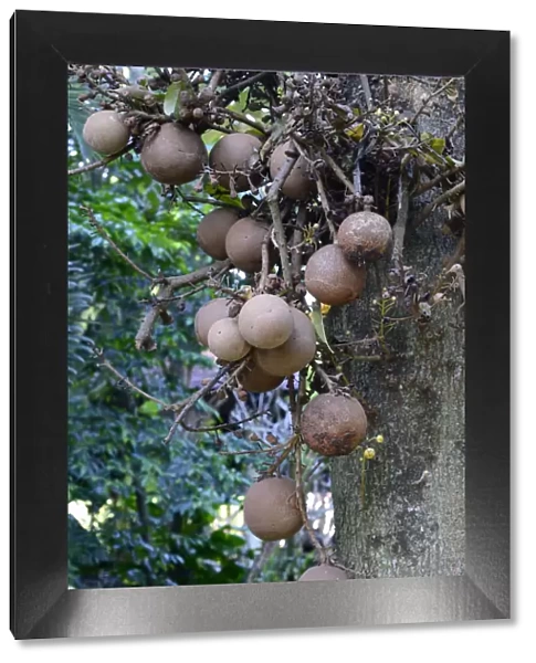 Fruit of the cannonball tree -Couroupita guianensis-, Bali, Indonesia
