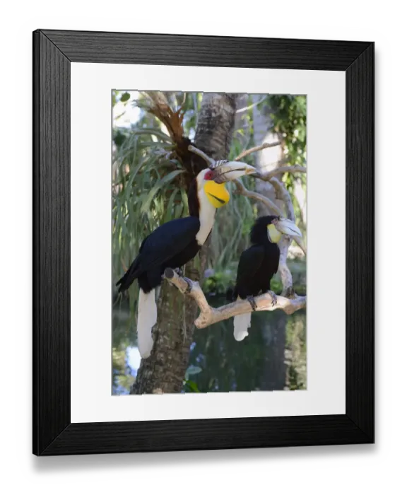 Framed Print : Wreathed hornbill -Aceros undulatus-, pair, male in front, female behind, Bali, Indonesia Framed Print : Wreathed hornbill -Aceros undulatus-, pair, male in front, female behind, Bali, Indonesia