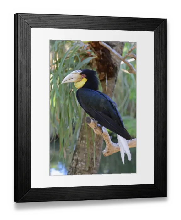Framed Print : Wreathed hornbill -Aceros undulatus-, female, Bali, Indonesia Framed Print : Wreathed hornbill -Aceros undulatus-, female, Bali, Indonesia
