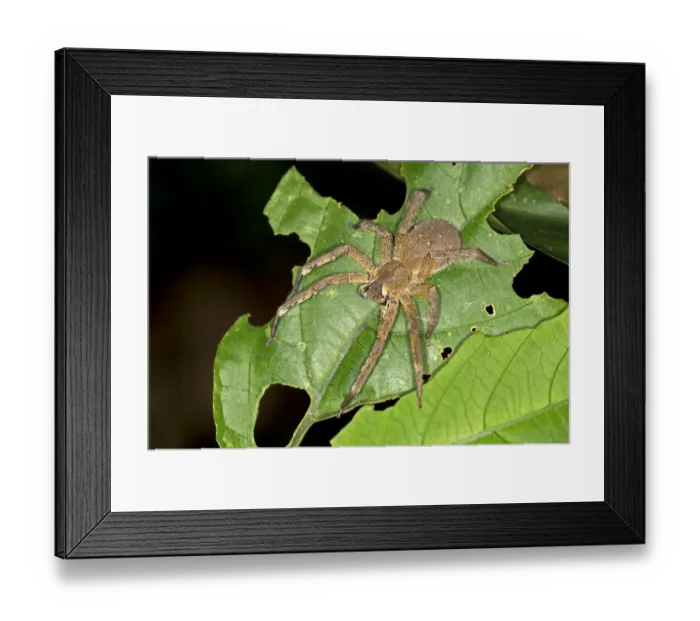 Framed Print : Brazilian Wandering Spider or Banana Spider, Phoneutria genus, spider family Ctenidae, Tambopata Nature Reserve, Madre de Dios Region, Peru Framed Print : Brazilian Wandering Spider or Banana Spider, Phoneutria genus, spider family Ctenidae, Tambopata Nature Reserve, Madre de Dios Region, Peru