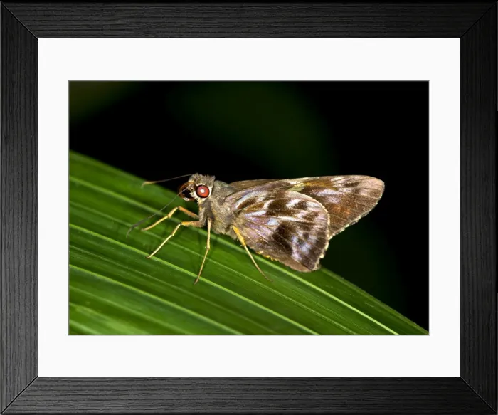 Framed Print : Pompeius Skipper -Pompeius pompeius-, Tambopata Nature Reserve, Madre de Dios Region, Peru