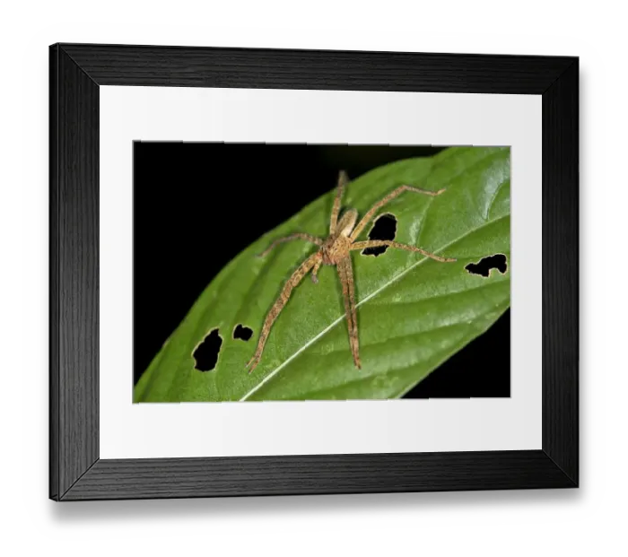 Framed Print : Tropical Wandering Spider -Cupiennius bimaculatus-, Tambopata Nature Reserve, Madre de Dios Region, Peru Framed Print : Tropical Wandering Spider -Cupiennius bimaculatus-, Tambopata Nature Reserve, Madre de Dios Region, Peru