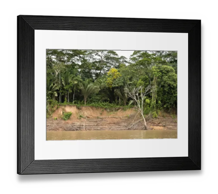 Framed Print : Riverside vegetation along the Tambopata River, Tambopata Nature Reserve, Madre de Dios Region, Peru Framed Print : Riverside vegetation along the Tambopata River, Tambopata Nature Reserve, Madre de Dios Region, Peru