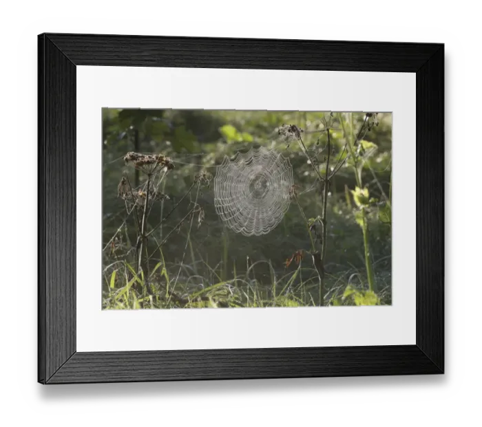 Framed Print : Cobweb of an Orb Weaver -Araneus sp. - covered in morning dew, Allgau, Bavaria, Germany
