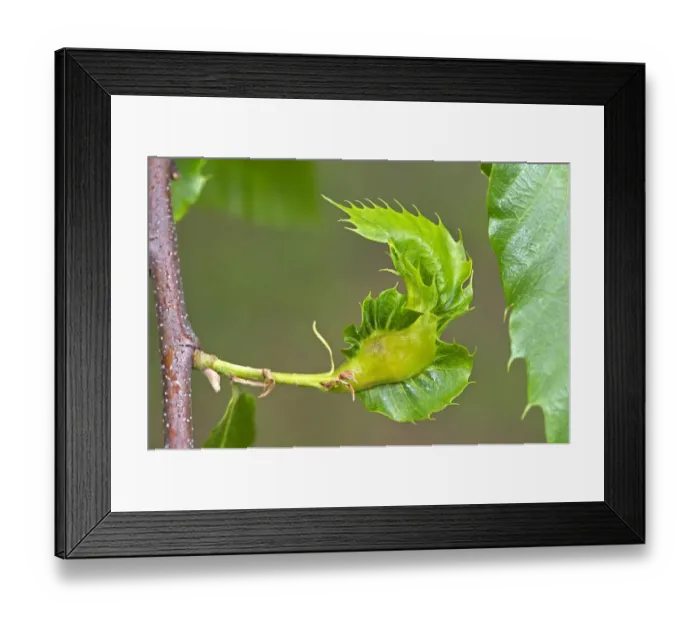 Framed Print : Gall of the Oriental Chestnut Gall Wasp or Asian Chestnust Gall Wasp -Dryocosmus kuriphilus-, Switzerland Framed Print : Gall of the Oriental Chestnut Gall Wasp or Asian Chestnust Gall Wasp -Dryocosmus kuriphilus-, Switzerland