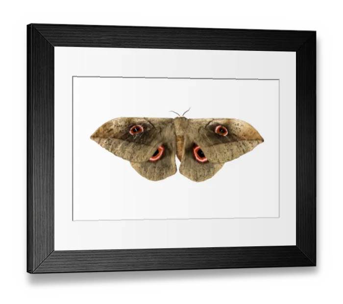 Framed Print : Moth species Lobobunaea phaedusa ssp christyi, Oromia Region, Ethiopia Framed Print : Moth species Lobobunaea phaedusa ssp christyi, Oromia Region, Ethiopia