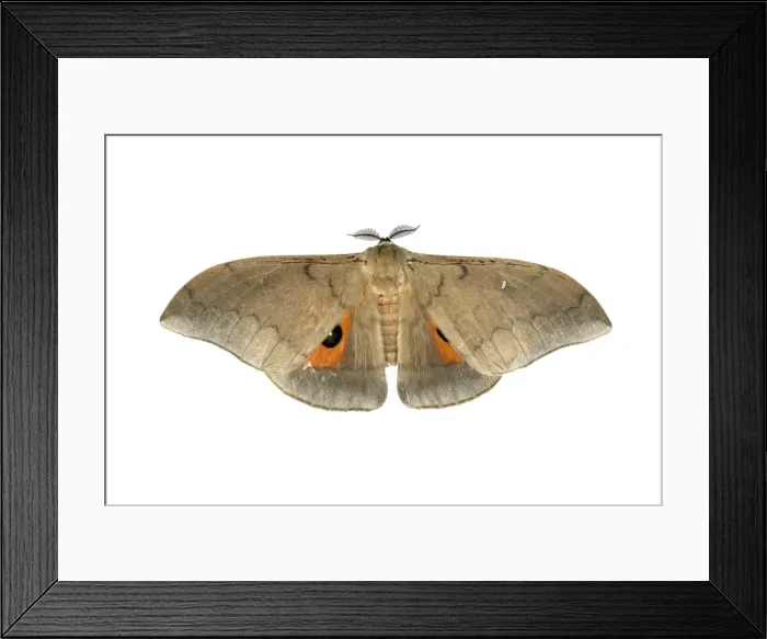 Framed Print : Moth species Pseudobunea alinda, Oromia Region, Ethiopia
