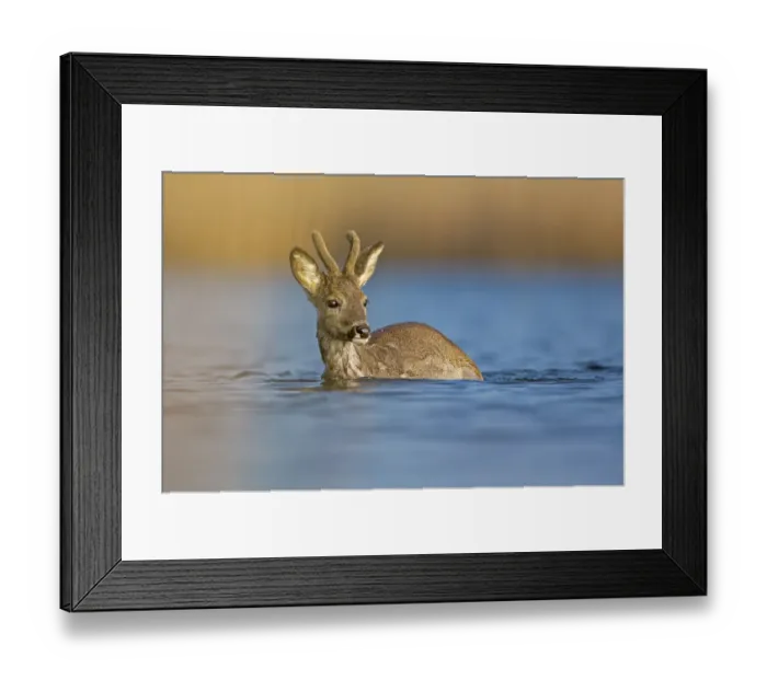 Framed Print : Roe Deer -Capreolus capreolus-, buck crossing the Middle Elbe River, Saxony-Anhalt, Germany Framed Print : Roe Deer -Capreolus capreolus-, buck crossing the Middle Elbe River, Saxony-Anhalt, Germany