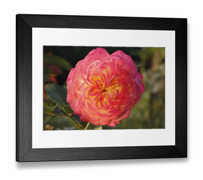 Framed Print : Orange-yellow Floribunda Rose -Rosa sp. - Framed Print : Orange-yellow Floribunda Rose -Rosa sp. -