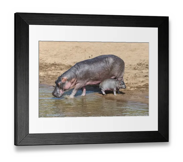 Framed Print : Hippopotamus -Hippopotamus amphibius- adult female with young, Mara River, Msai Mara National Reserve, Kenya Framed Print : Hippopotamus -Hippopotamus amphibius- adult female with young, Mara River, Msai Mara National Reserve, Kenya