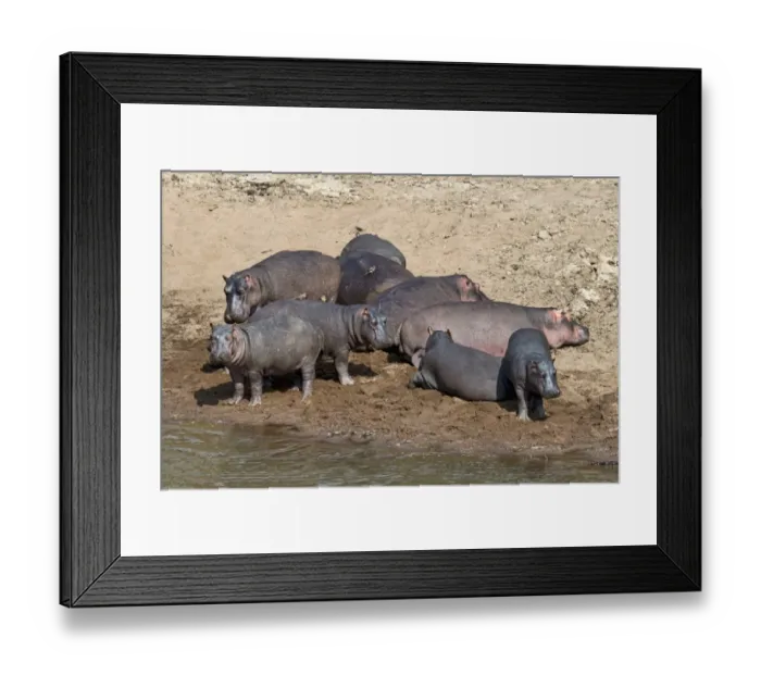 Framed Print : Hippos -Hippopotamus amphibius-, Mara River, Msai Mara National Reserve, Kenya Framed Print : Hippos -Hippopotamus amphibius-, Mara River, Msai Mara National Reserve, Kenya
